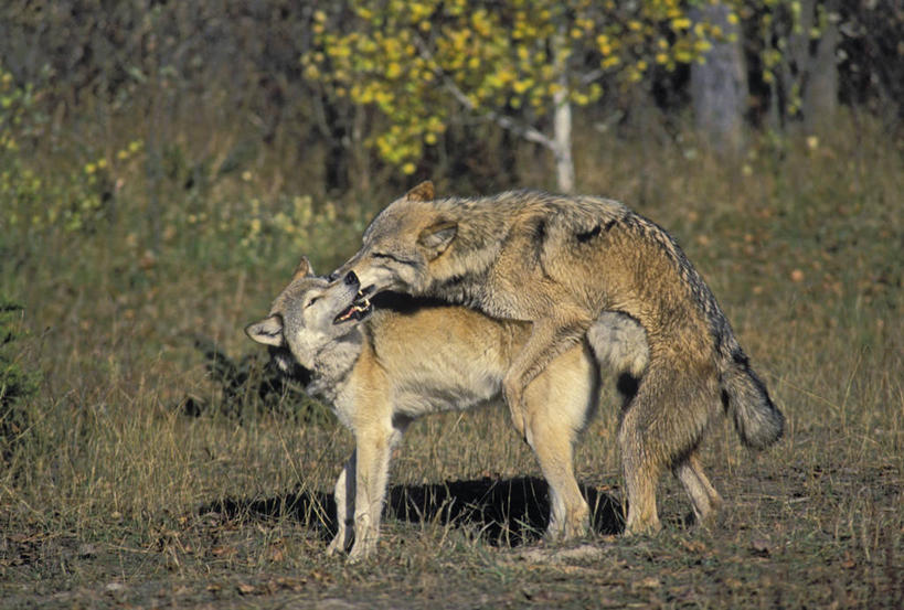 无人,站,吻,横图,室外,白天,侧面,性感,草地,草原,草坪,植物,狼,野生动物,一排,阴影,枯萎,整齐,光线,影子,荒野,旷野,热带,扭头,裸露,草,树,树木,排列,绿色,阳光,自然,动物,站着,转头,两只,和谐,激情,诱惑,生长,成长,赤裸,死亡,队列,性,原野,交配,荒原,凶猛,婚姻,欲望,性交,性行为,做爱,性生活,性爱,性关系,两性,性知识,生殖,生理,同居,情感,枯败,残暴,凶残,灰狼,亲,亲吻,站立,彩图,全身,犬科动物
