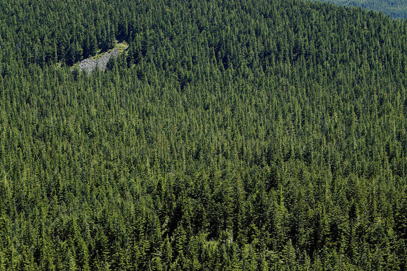 无人,横图,俯视,室外,白天,旅游,度假,美景,森林,山,山脉,树林,峡谷,植物,美国,景观,山峰,山峦,娱乐,树,树木,绿色,自然,群山,享受,休闲,景色,放松,茂密,茂盛,生长,成长,北美,北美洲,自然风光,杉树,美洲,俄勒冈州,胡德河峡谷,俄勒冈,北亚美利加洲,亚美利加洲,落日之州,水獭之州,海狸州,胡得山,彩图,高角度拍摄