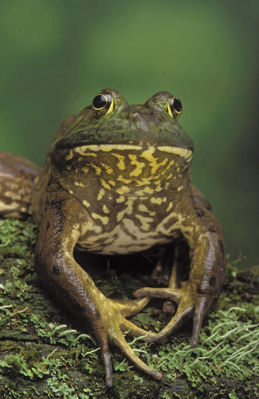 无人,竖图,室外,特写,白天,正面,草地,草坪,植物,野生动物,阴影,朦胧,模糊,光线,影子,注视,牛蛙,草,一只,绿色,阳光,动物,观察,看,趴着,可爱,活泼,观看,察看,关注,趴,彩图,全身