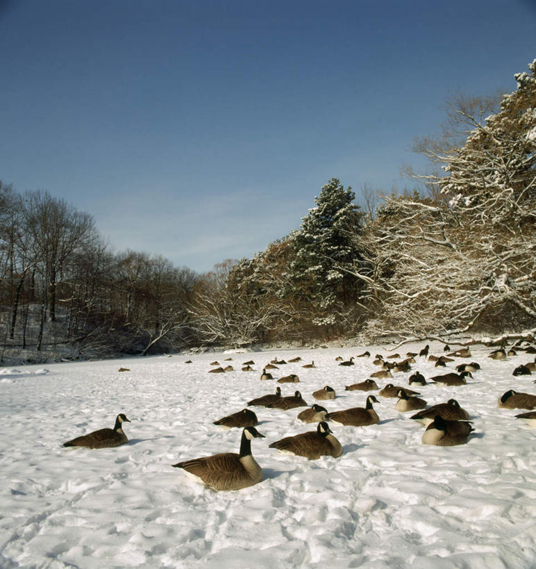 无人,竖图,室外,白天,正面,草地,草坪,山,雪,植物,大雪,鸟,野生动物,天鹅,加拿大,一群,许多,阴影,光线,鸟类,影子,积雪,山峰,雪景,冬季,冬天,山峦,很多,草,树,树木,蓝色,绿色,蓝天,天空,阳光,自然,动物,天,寒冷,可爱,生长,晴朗,成长,北美,北美洲,美洲,多伦多,万里无云,省会,北亚美利加洲,亚美利加洲,严寒,黑嘴天鹅,安大略省,安省,北方好莱坞,多伦多市,晴空,晴空万里,鹄,彩图,全身