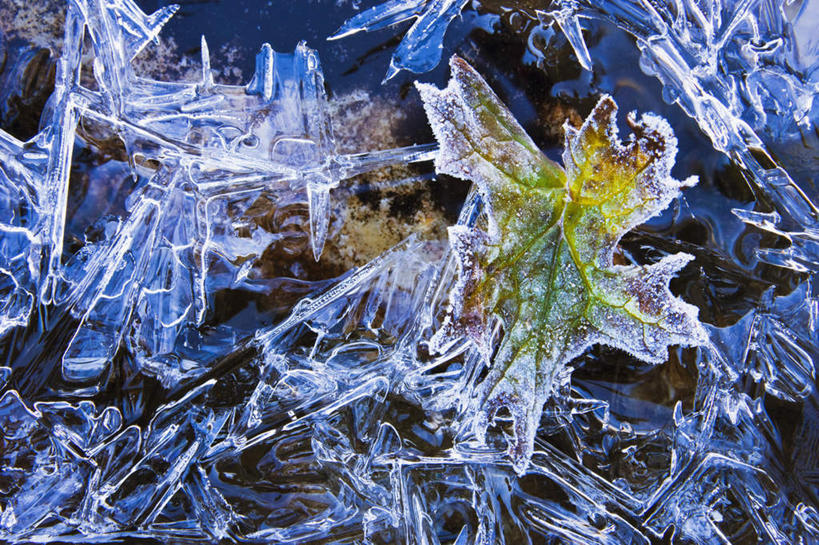 无人,公园,横图,俯视,室外,特写,白天,旅游,度假,美景,雪,植物,大雪,叶子,加拿大,装饰,积雪,景观,雪景,冬季,冬天,绿叶,娱乐,绿色,自然,享受,休闲,嫩叶,景色,放松,寒冷,生长,成长,华丽,修饰,点缀,北美,北美洲,国家公园,自然风光,美洲,北亚美利加洲,亚美利加洲,衬托,美观,雅致,雅观,严寒,卑诗省,不列颠哥伦比亚,不列颠哥伦比亚省,优鹤国家公园,幽鹤国家公园,叶,叶片,彩图,高角度拍摄