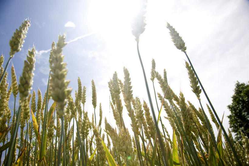 无人,农田,横图,室外,白天,仰视,旅游,度假,农业,庄稼,农作物,小麦,美景,太阳,加拿大,阴影,光线,影子,稻田,景观,云,云朵,谷物,云彩,娱乐,蓝色,白云,蓝天,天空,阳光,自然,天,享受,休闲,景色,放松,麦子,晴朗,北美,北美洲,自然风光,美洲,北亚美利加洲,亚美利加洲,安大略省,安省,炫光,晴空,彩图,低角度拍摄,耕地,庄稼田