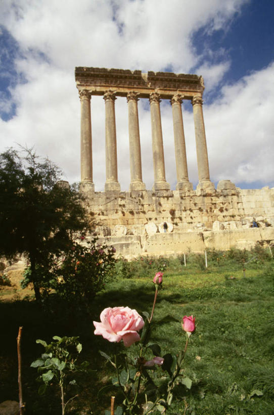 无人,竖图,室外,白天,仰视,爱情,幸福,纯洁,热情,草地,草坪,植物,玫瑰,黎巴嫩,亚洲,一排,阴影,整齐,并列,并排,盛开,光线,影子,柱子,云,云朵,玫瑰花,浪漫,花蕾,云彩,草,花,花瓣,花朵,鲜花,树,树木,排列,蓝色,绿色,白云,蓝天,天空,阳光,自然,天,花苞,花蕊,温暖,温馨,恩爱,生长,晴朗,成长,和睦,队列,西亚,感动,平行,尊敬,黎巴嫩共和国,天真,刺玫花,徘徊花,晴空,彩图,低角度拍摄,融洽