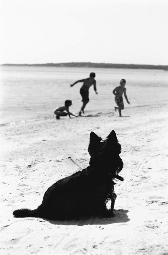 西方人,儿童,三个人,蹲,竖图,黑白,室外,白天,侧面,旅游,度假,纯洁,美景,沙滩,宠物,狗,欧洲,欧洲人,奔驰,阴影,平静,光线,沙子,影子,海岸,景观,泥土,土壤,沙地,娱乐,裸露,一只,小孩,阳光,自然,动物,奔跑,享受,休闲,景色,安静,放松,可爱,童年,童趣,宁静,静谧,自然风光,裸,童真,猎狐犬,烂漫,无邪,忠诚,沉静,恬静,安祥,僻静,清静,太平,英国猎狐犬,天真,男孩,男人,男性,白种人,海滩,犬,蹲着,全身,男生