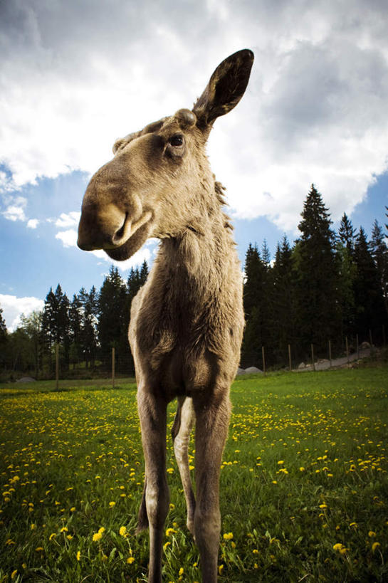 无人,站,竖图,室外,白天,正面,旅游,度假,草地,草坪,植物,哺乳动物,鹿,野生动物,瑞典,欧洲,阴影,光线,影子,云,云朵,云彩,扭头,注视,娱乐,草,树,树木,蓝色,绿色,白云,风景,蓝天,天空,阳光,自然,动物,天,观察,看,站着,转头,享受,休闲,景色,放松,可爱,活泼,生长,晴朗,成长,观看,风光,察看,景物,斯堪的纳维亚,关注,北欧,斯堪的那维亚,斯堪的那维亚半岛,斯堪的纳维亚半岛,四不像,风物,光景,景致,瑞典王国,大卫神父鹿,四不象,晴空,麋鹿,站立,彩图,全身