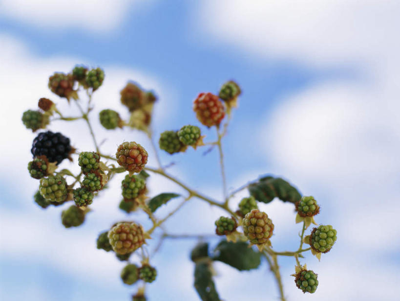 无人,横图,室外,特写,白天,仰视,水果,叶子,阴影,新鲜,光线,影子,云,云朵,生食,食品,果实,绿叶,云彩,食物,蓝色,白云,蓝天,天空,阳光,天,嫩叶,有机食品,绿色食品,晴朗,黑刺莓,叶,叶片,晴空,彩图,低角度拍摄