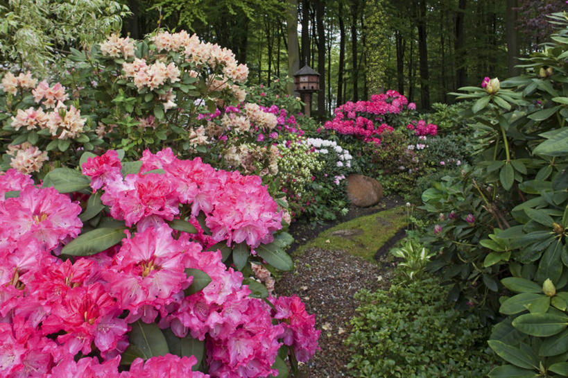 无人,公园,横图,室外,白天,正面,爱情,旅游,度假,兴奋,幸福,纯洁,热情,美景,树林,植物,杜鹃花,玫瑰,德国,欧洲,许多,阴影,盛开,光线,影子,景观,杜鹃,玫瑰花,很多,开放,浪漫,花蕾,娱乐,花,花瓣,花朵,鲜花,树,树木,红色,绿色,阳光,自然,花苞,花蕊,享受,休闲,健康,温暖,温馨,景色,奔放,恩爱,放松,活力,积极,激情,朝气,生长,成长,喜悦,暖色,吉祥,和睦,生命,西欧,克制,自然风光,感动,饱满,德意志联邦共和国,红杜鹃,满山红,清明花,清时,山踯躅,红踯躅,尊敬,革命,节制,欣喜,热烈,赤色,充实,斗志,喜气,主动,下萨克森州,下萨克森,天真,刺玫花,徘徊花,山石榴,映山红,彩图,欢乐,融洽