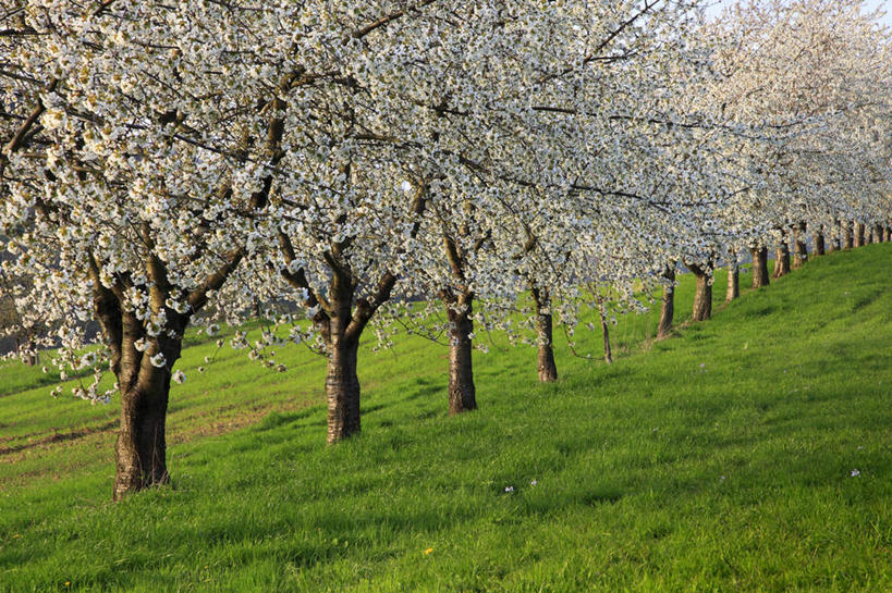 无人,横图,室外,白天,正面,旅游,度假,草地,草坪,美景,山,山脉,植物,樱桃,德国,欧洲,许多,阴影,光线,影子,景观,山峰,果树,山峦,很多,樱桃树,娱乐,草,树,树木,绿色,阳光,自然,群山,享受,休闲,景色,放松,生长,成长,西欧,自然风光,德意志联邦共和国,巴登.符腾堡,巴登.符腾堡州,巴符州,巴登巴登,樱珠,莺桃,英桃,楔桃,牛桃,荆桃,彩图