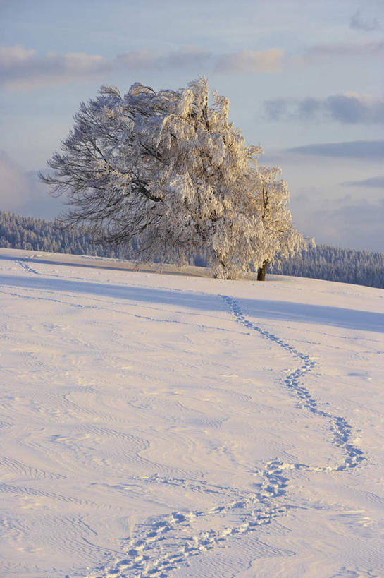 无人,竖图,室外,白天,正面,美景,日落,雪,植物,大雪,德国,欧洲,脚印,阴影,光线,影子,积雪,景观,晚霞,霞光,雪景,云,云朵,冬季,冬天,落日,云彩,树,树木,蓝色,白色,白云,蓝天,天空,阳光,自然,黄昏,天,景色,彩霞,寒冷,生长,晴朗,成长,足迹,卫生,西欧,自然风光,纯真,德意志联邦共和国,严寒,洁净,行踪,脚迹,光明,恬静,中间色,朴素,清白,巴登.符腾堡,巴登.符腾堡州,巴符州,夕照,晴空,夕阳,彩图,斜阳