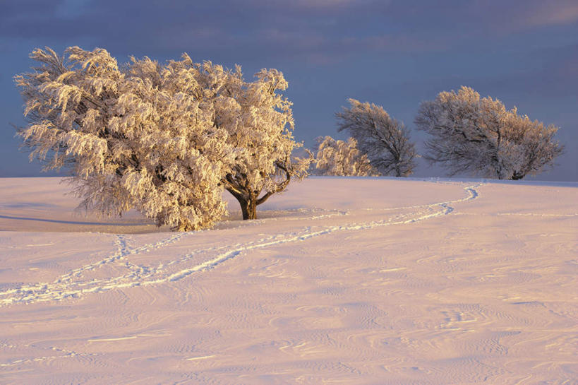 无人,横图,室外,白天,正面,美景,日落,雪,植物,大雪,德国,欧洲,三棵,脚印,阴影,光线,影子,积雪,景观,晚霞,霞光,雪景,云,云朵,冬季,冬天,落日,云彩,树,树木,蓝色,白色,白云,蓝天,天空,阳光,自然,黄昏,天,景色,彩霞,寒冷,生长,晴朗,成长,足迹,卫生,西欧,自然风光,纯真,德意志联邦共和国,严寒,洁净,行踪,脚迹,光明,恬静,中间色,朴素,清白,巴登.符腾堡,巴登.符腾堡州,巴符州,夕照,晴空,夕阳,彩图,斜阳