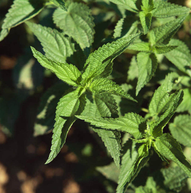 无人,竖图,俯视,室外,特写,白天,植物,阴影,新鲜,光线,影子,草药,药草,中药,绿色,阳光,青春,生命,药材,中草药,和平,安详,中药材,本草,刺荨麻,冷色,彩图,高角度拍摄