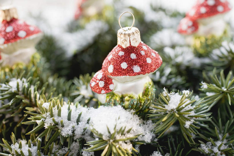 无人,横图,俯视,室内,白天,植物,桌面,桌子,叶子,圣诞节,阴影,节日,朦胧,模糊,庆祝,装饰,反射,木制,纹理,影子,菌菇,蘑菇,绿叶,圣诞树,菌类,文化,树,树木,红色,绿色,自然,木制品,庆典,嫩叶,食用菌,生长,成长,纪念,华丽,修饰,点缀,杉树,肌理,衬托,美观,雅致,雅观,叶,叶片,叶脉,彩图,高角度拍摄