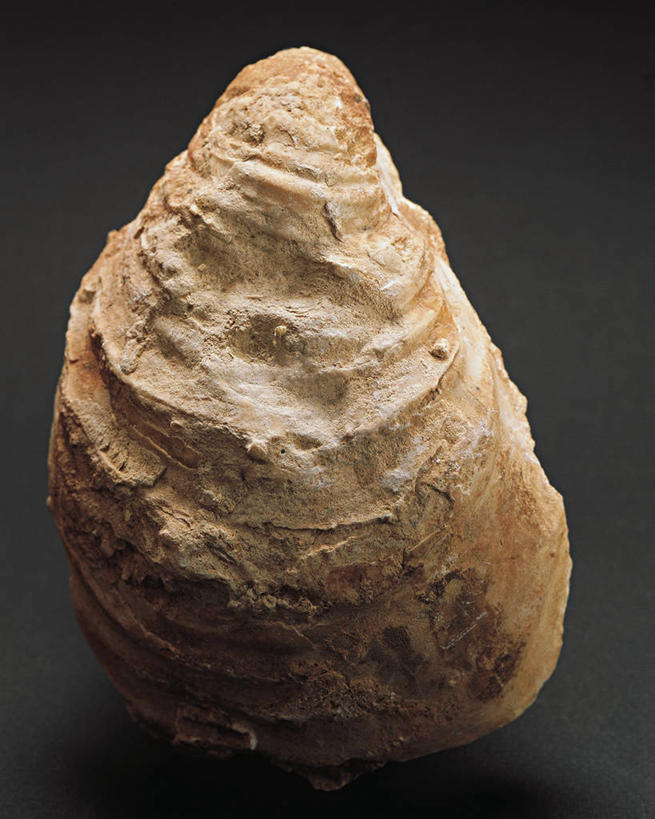 无人,竖图,特写,意大利,形状,化石,一个,动物,摄影,单个,威尼托大区,地质学,美术工艺,史前时代,彩图,影棚拍摄,双壳贝,古生物学