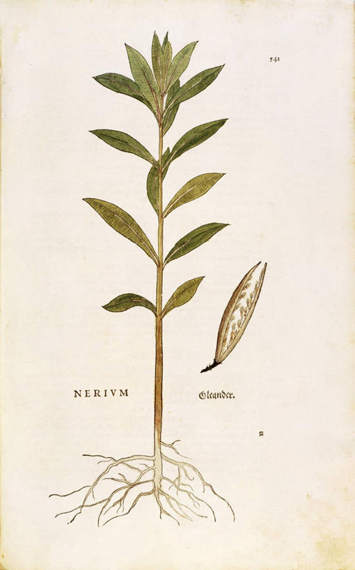 无人,竖图,插画,特写,数码,科技,植物,叶子,阴影,网络,根部,高光,几何,计算机图形,合成,图画,画,赤素馨花,摄影,电脑合成图,数码合成图,生物学,合成图,夹竹桃,草本,漫画,写实,具体,具象,拉丁文,彩图