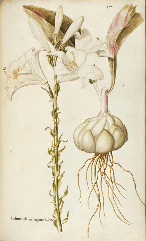 无人,竖图,插画,白色背景,绘画,数码,科技,蔬菜,阴影,新鲜,艺术,网络,食品,高光,几何,计算机图形,合成,图画,画,花,花朵,食物,自然,摄影,有机食品,绿色食品,颜料,美术,电脑合成图,数码合成图,生物学,合成图,草本,漫画,18世纪,写实,具体,具象,美术工艺,彩图,圣母百合,百合科