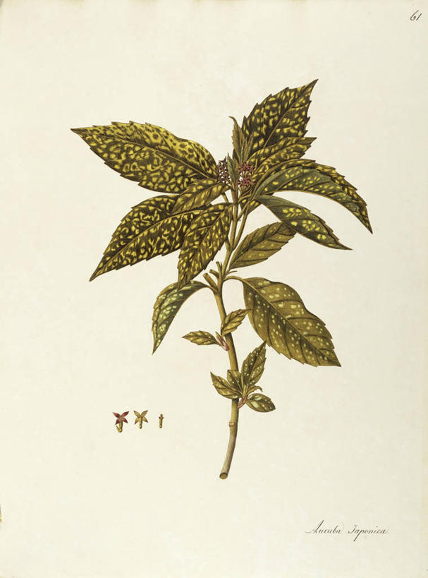 无人,竖图,插画,白色背景,绘画,数码,科技,植物,叶子,阴影,艺术,网络,茎,高光,几何,计算机图形,合成,图画,画,花,自然,摄影,灌木,颜料,美术,电脑合成图,数码合成图,生物学,合成图,草本,漫画,山茱萸,写实,具体,具象,美术工艺,彩图,日本桃叶珊瑚