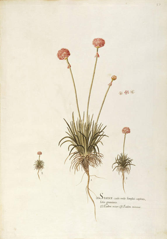 无人,竖图,插画,白色背景,绘画,数码,科技,植物,叶子,阴影,艺术,网络,茎,根部,高光,几何,计算机图形,合成,图画,画,花,自然,摄影,颜料,美术,电脑合成图,数码合成图,生物学,合成图,草本,漫画,18世纪,写实,具体,具象,海石竹,美术工艺,彩图