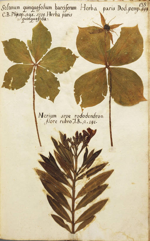 无人,竖图,插画,特写,数码,科技,美景,植物,杜鹃花,叶子,阴影,黄色背景,网络,文字,景观,杜鹃,果树,高光,几何,计算机图形,合成,图画,桔树,画,三个,自然,橙色,景色,摄影,多样,手写,喜悦,电脑合成图,数码合成图,生物学,合成图,克制,自然风光,横截面,干的,反差,漫画,柑橘属,红杜鹃,满山红,清明花,清时,山踯躅,红踯躅,写实,具体,具象,节制,欣喜,美术工艺,山石榴,映山红,彩图