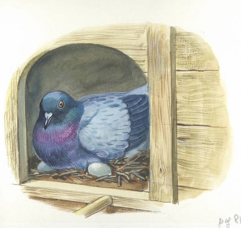 无人,横图,插画,室内,特写,白天,白色背景,数码,科技,野生动物,阴影,网络,木制,鸟类,鸟巢,笼子,鸟笼,高光,几何,计算机图形,热,合成,图画,画,自然,部分,电脑合成图,数码合成图,生物学,合成图,关爱,漫画,写实,具体,具象,卵,美术工艺,原鸽,彩图,动物学