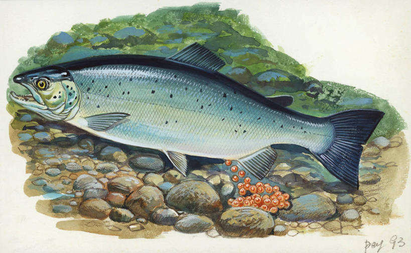 无人,横图,插画,室外,白天,侧面,数码,科技,水下,阴影,网络,高光,几何,计算机图形,合成,图画,画,自然,电脑合成图,数码合成图,合成图,漫画,写实,具体,具象,产卵,美术工艺,彩图,动物学