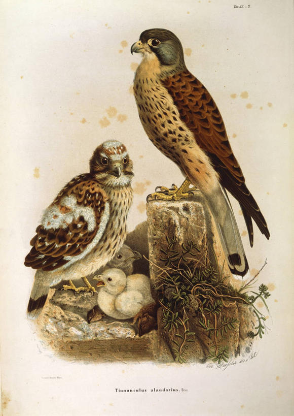 无人,坐,竖图,插画,室外,白天,白色背景,侧面,数码,科技,野生动物,三只,阴影,网络,高光,几何,计算机图形,合成,图画,画,自然,摄影,栖息,电脑合成图,数码合成图,生物学,合成图,漫画,写实,具体,具象,红隼,美术工艺,彩图,雕刻术