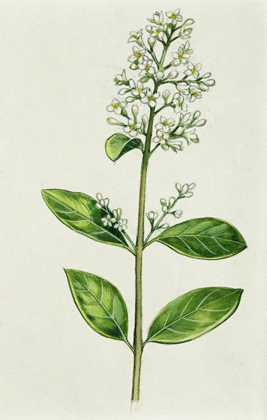 无人,竖图,插画,特写,白色背景,玉米,数码,科技,美景,叶子,阴影,网络,景观,高光,几何,计算机图形,合成,图画,画,花,花朵,白色,自然,景色,部分,电脑合成图,数码合成图,生物学,合成图,自然风光,漫画,写实,具体,具象,嫩枝,美术工艺,彩图,影棚拍摄,花序