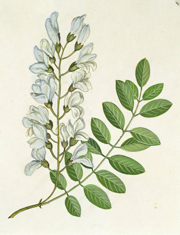 无人,竖图,插画,特写,白色背景,数码,科技,美景,叶子,吊挂,悬挂,阴影,网络,景观,高光,几何,计算机图形,挂,合成,图画,画,花,花朵,白色,自然,景色,部分,电脑合成图,数码合成图,生物学,合成图,自然风光,漫画,写实,具体,具象,嫩枝,美术工艺,彩图,影棚拍摄,花序