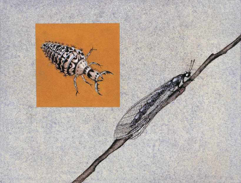 无人,横图,插画,特写,数码,科技,野生动物,阴影,科学,网络,昆虫,枝,高光,几何,计算机图形,合成,图像,图画,画,动物,两只,电脑合成图,数码合成图,生物学,合成图,主题,杂食动物,幼虫,漫画,计算机制图,写实,具体,具象,构图,蚁狮,彩图,动物学