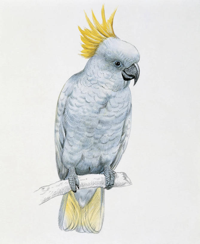 无人,竖图,插画,特写,白色背景,数码,科技,鸟,野生动物,鹦鹉,阴影,科学,网络,鸟类,高光,几何,计算机图形,合成,图像,图画,画,白色,动物,可爱,栖息,活泼,电脑合成图,数码合成图,生物学,合成图,主题,漫画,计算机制图,写实,具体,具象,观赏鸟,构图,热带鸟,凤头鹦鹉,美冠鹦鹉,彩图,动物学,脊椎动物亚门