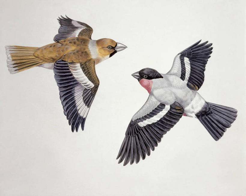 无人,横图,插画,特写,白色背景,数码,科技,野生动物,阴影,科学,网络,鸟类,高光,几何,计算机图形,合成,图像,图画,飞,画,白色,动物,两只,电脑合成图,数码合成图,生物学,合成图,主题,漫画,计算机制图,写实,具体,具象,构图,灰雀,彩图,动物学,脊椎动物亚门