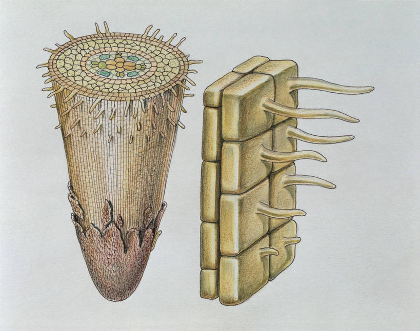 无人,横图,插画,特写,白色背景,数码,科技,阴影,网络,细胞,根部,高光,几何,计算机图形,合成,图像,图画,画,白色,部分,电脑合成图,数码合成图,生物学,合成图,主题,漫画,计算机制图,写实,具体,具象,构图,植物细胞,根尖,根毛,微生物学,彩图,分生组织