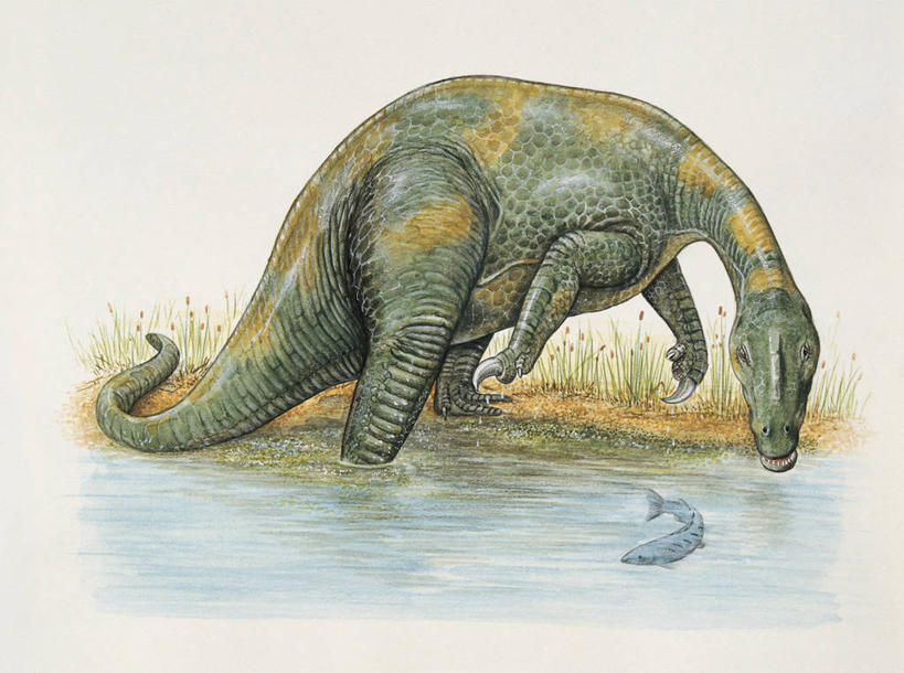 无人,横图,插画,室外,白天,侧面,数码,科技,哺乳动物,野生动物,阴影,科学,网络,捕食,池塘,高光,几何,计算机图形,合成,图像,图画,历史,鱼类,画,天空,动物,两只,概念,生物,恐龙,电脑合成图,数码合成图,接,生物学,合成图,主题,自然现象,漫画,视角,计算机制图,写实,具体,具象,构图,重爪龙,古代史,进化,地质学,死水,史前时代,彩图,时空,动物学,白垩系,过去,古生物学,脊椎动物亚门