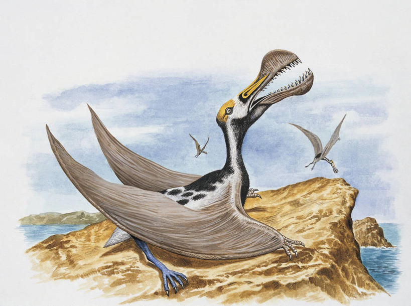 无人,横图,插画,室外,特写,数码,科技,水,野生动物,三只,阴影,网络,鸟类,高光,几何,计算机图形,合成,图像,图画,历史,画,天空,动物,概念,恐龙,电脑合成图,数码合成图,生物学,合成图,主题,自然现象,漫画,计算机制图,写实,具体,具象,构图,古代史,地质学,史前时代,翼手龙,岩石,彩图,时空,动物学,白垩系,过去,古生物学,脊椎动物亚门