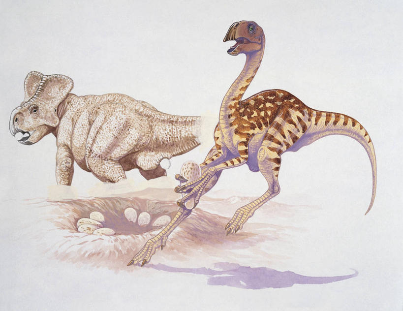 无人,跑,横图,插画,室外,侧面,旅游,度假,数码,科技,美景,野生动物,阴影,网络,景观,高光,几何,计算机图形,合成,图像,图画,历史,娱乐,画,背面,自然,动物,两只,享受,休闲,概念,景色,放松,恐龙,电脑合成图,数码合成图,生物学,合成图,自然风光,主题,漫画,视角,计算机制图,写实,具体,具象,卵,构图,古代史,地质学,产卵,开端,史前时代,彩图,时空,动物学,白垩系,过去,古生物学,脊椎动物亚门