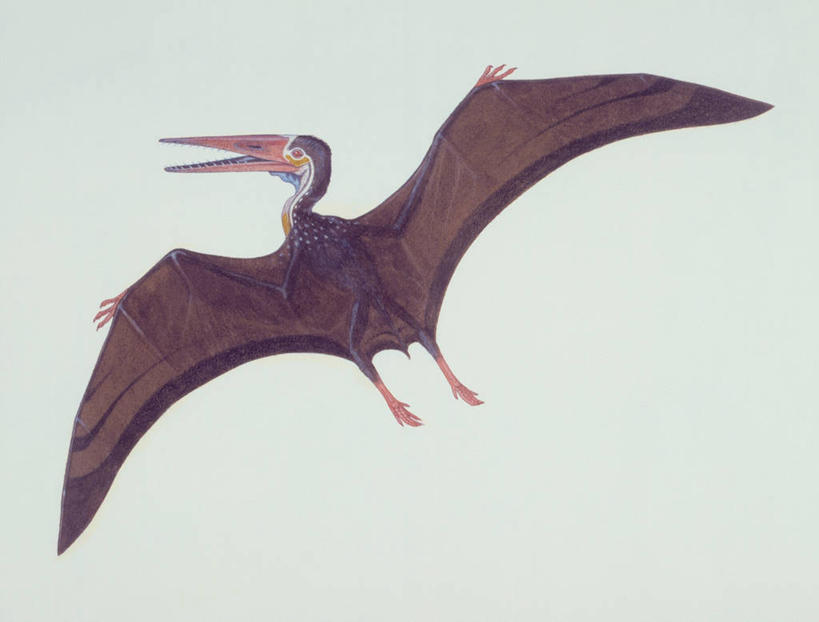 无人,横图,插画,室外,特写,数码,科技,野生动物,阴影,网络,鸟类,高光,几何,计算机图形,合成,图像,图画,历史,飞,画,动物,概念,恐龙,电脑合成图,数码合成图,生物学,合成图,主题,漫画,计算机制图,写实,具体,具象,构图,古代史,地质学,史前时代,翼手龙,彩图,时空,动物学,白垩系,过去,古生物学,脊椎动物亚门