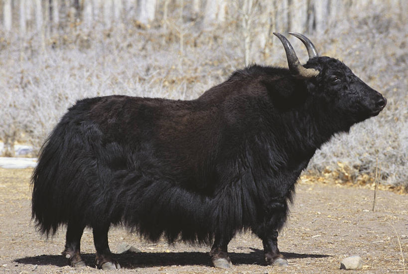 无人,横图,室外,白天,侧面,哺乳动物,野生动物,阴影,图像,动物,生物,摄影,食草动物,主题,视角,偶蹄目,构图,野牛,牦牛,彩图,时空,脊椎动物亚门