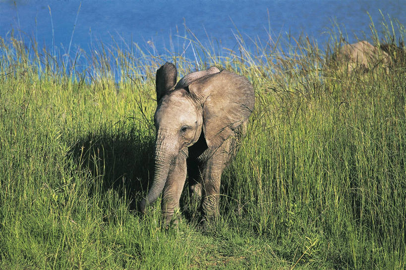 西方人,无人,横图,室外,白天,森林,水,植物,哺乳动物,野生动物,欧洲,非洲,津巴布韦,黑人,欧洲人,阴影,科学,田地,非洲象,首都,图像,动物,摄影,生物学,主题,自然现象,小牛,构图,哈拉雷,非洲人,象,彩图,时空,动物学,林区,脊椎动物亚门