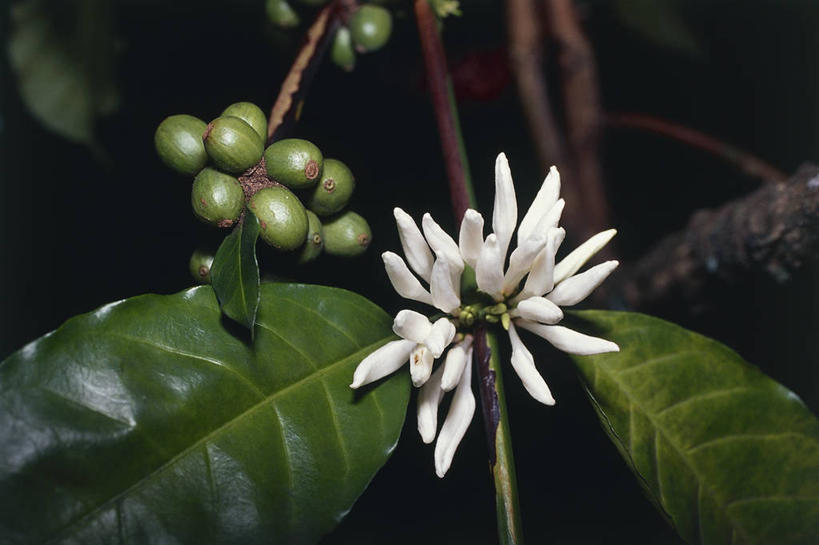 咖啡,无人,横图,室外,特写,白天,植物,水果,叶子,科学,食品,草药,药草,图像,中药,树,自然,咖啡豆,概念,摄影,生长,生物学,主题,药材,中草药,中药材,本草,活血丹,构图,茜草,血见愁,地苏木,血茜草,叶脉,彩图,时空