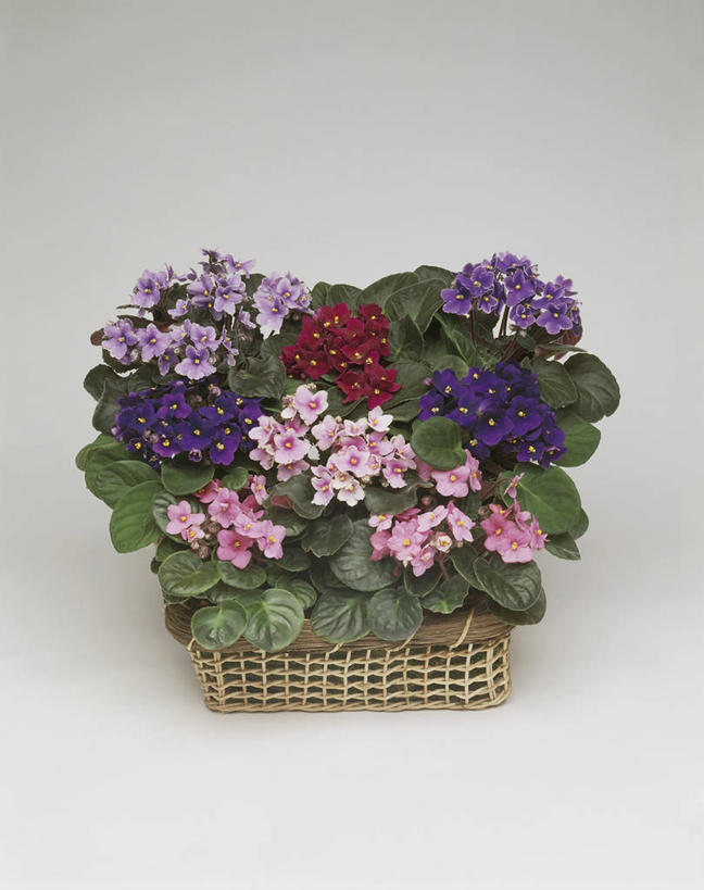 无人,竖图,室外,特写,植物,叶子,科学,图像,花,花朵,自然,摄影,生物学,主题,构图,非洲堇,彩图,时空