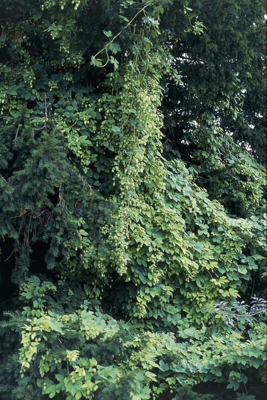 无人,竖图,室外,特写,白天,旅游,度假,农作物,美景,植物,科学,景观,图像,娱乐,树,自然,享受,休闲,概念,景色,放松,摄影,生长,生物学,自然风光,主题,构图,蛇麻草,彩图,时空,大麻纤维