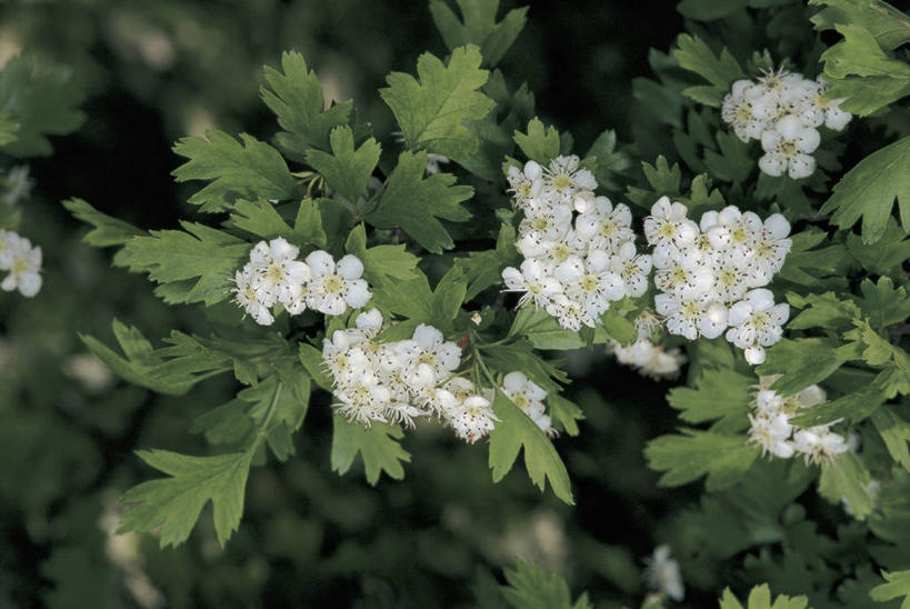 无人,横图,室外,特写,白天,美景,植物,叶子,丰富,景观,图像,花,花瓣,花朵,树,白色,自然,概念,山楂树,景色,摄影,灌木,自然风光,主题,构图,彩图,时空