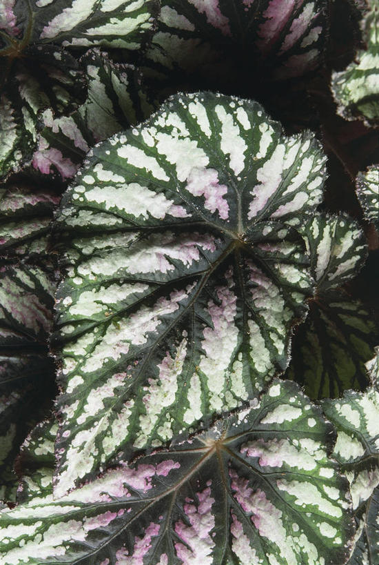 无人,竖图,室外,特写,白天,植物,叶子,图像,自然,生物,摄影,秋海棠,主题,构图,叶脉,彩图,时空