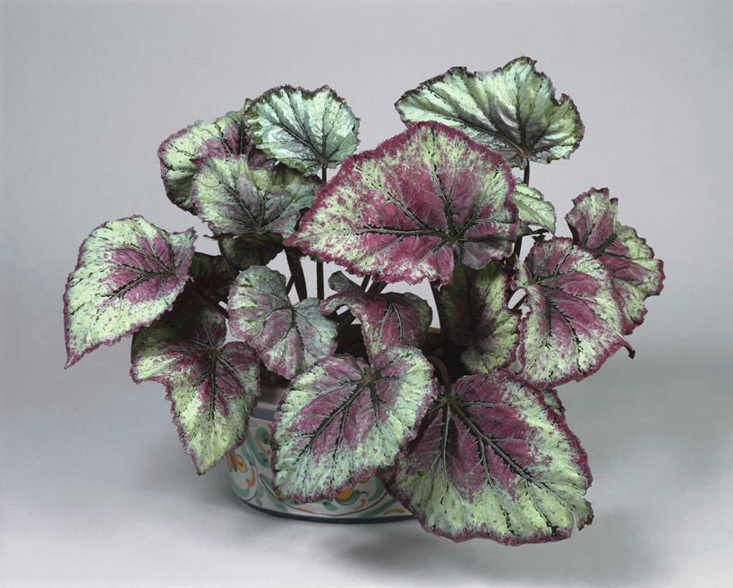 无人,横图,室内,特写,植物,叶子,图像,概念,生物,摄影,生长,构图,彩图,影棚拍摄,时空