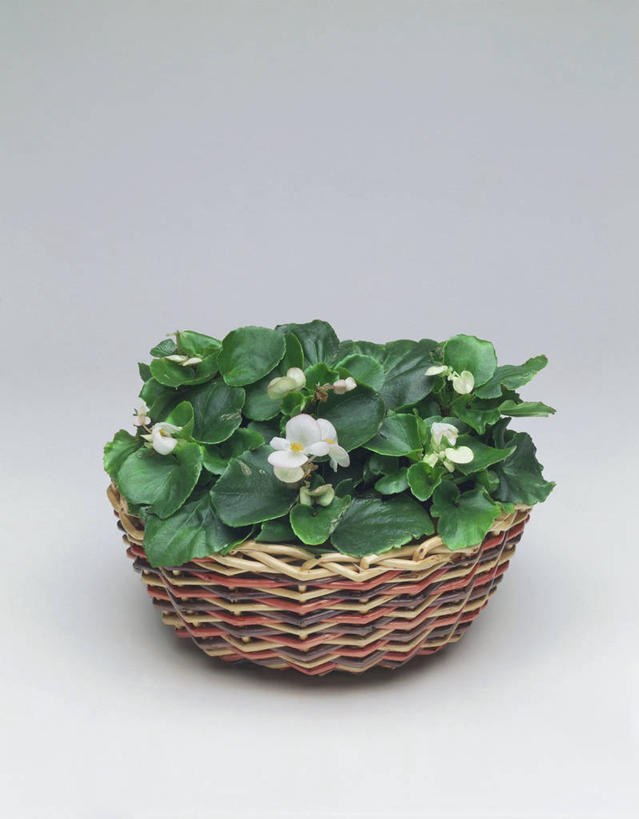 无人,竖图,室内,特写,美景,叶子,科学,景观,图像,一个,自然,概念,景色,摄影,生长,单个,秋海棠,生物学,自然风光,主题,构图,彩图,影棚拍摄,四季海棠,时空