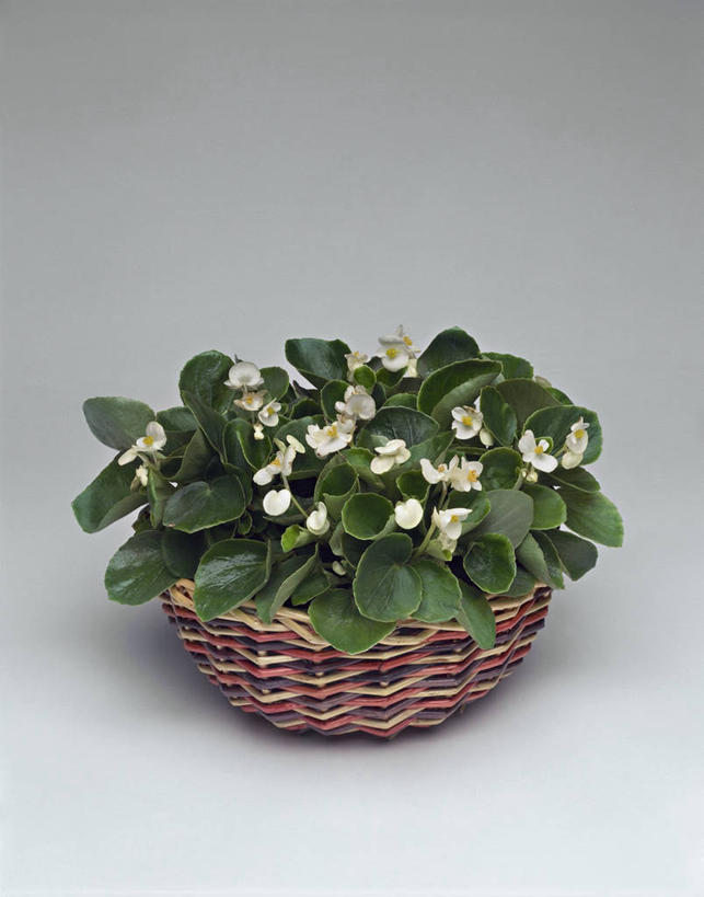 无人,竖图,室内,特写,白色背景,植物,叶子,科学,篮子,图像,白色,容器,概念,生物,摄影,生长,秋海棠,生物学,脆弱,构图,彩图,影棚拍摄,四季海棠,时空