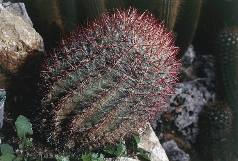 无人,横图,室外,特写,白天,植物,仙人掌,叶子,火焰,草药,图像,中药,自然,概念,摄影,生长,桶仙人掌,主题,药材,中草药,中药材,本草,牛舌头,构图,玉芙蓉,仙巴掌,火掌,霸王树,彩图,肉质植物,时空