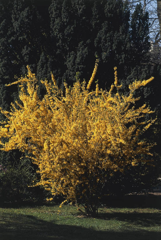 无人,竖图,室外,白天,植物,桂花,阴影,图像,草,树,自然,概念,生物,摄影,生长,草本,主题,香叶,丹桂,木樨,构图,木犀,彩图,时空