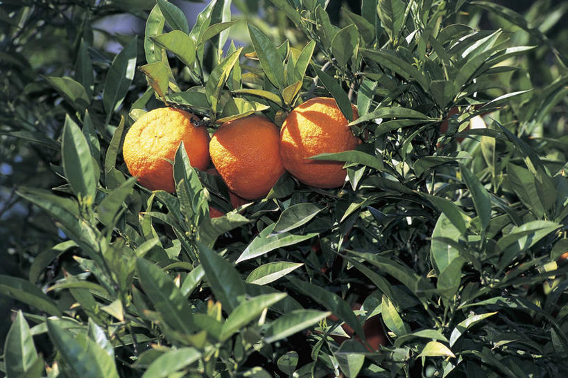 无人,横图,室外,特写,白天,植物,水果,叶子,科学,食品,图像,饮食,树,自然,概念,摄影,生长,芸香科,生物学,主题,柑橘属,健康食物,构图,桔子,彩图,苦橙,时空