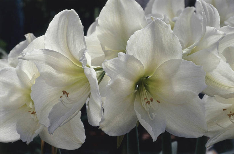 无人,横图,室外,特写,白天,美景,景观,图像,花瓣,自然,插花,花束,概念,景色,摄影,生长,孤挺花,脆弱,雄蕊,自然风光,主题,构图,彩图,时空,百合科