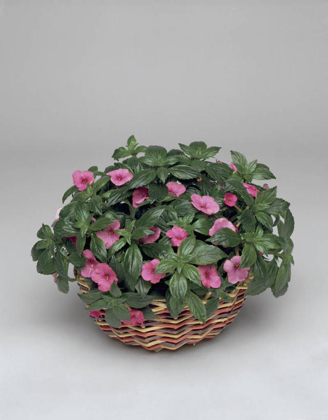 无人,竖图,室内,特写,植物,叶子,盛开,篮子,花蕾,花,花瓣,花朵,鲜花,一朵,一个,粉色,花苞,花蕊,摄影,生长,单个,非洲堇,彩图,影棚拍摄